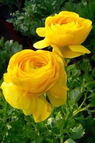 黃玫瑰