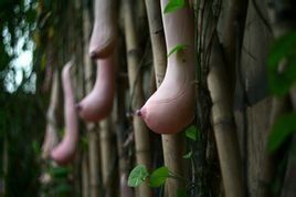 越南乳瓜