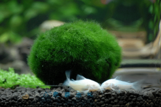 绿藻球